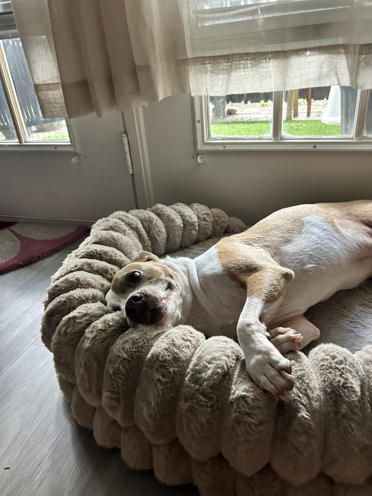 BALANCE Calming Dog Bed for Extra Large Dogs, 42 Inches Oval Washable XL Pet Bed with Sides, Orthopedic Pet Couch Sofa with Non-Slip Bottom, Gray customer photo 2