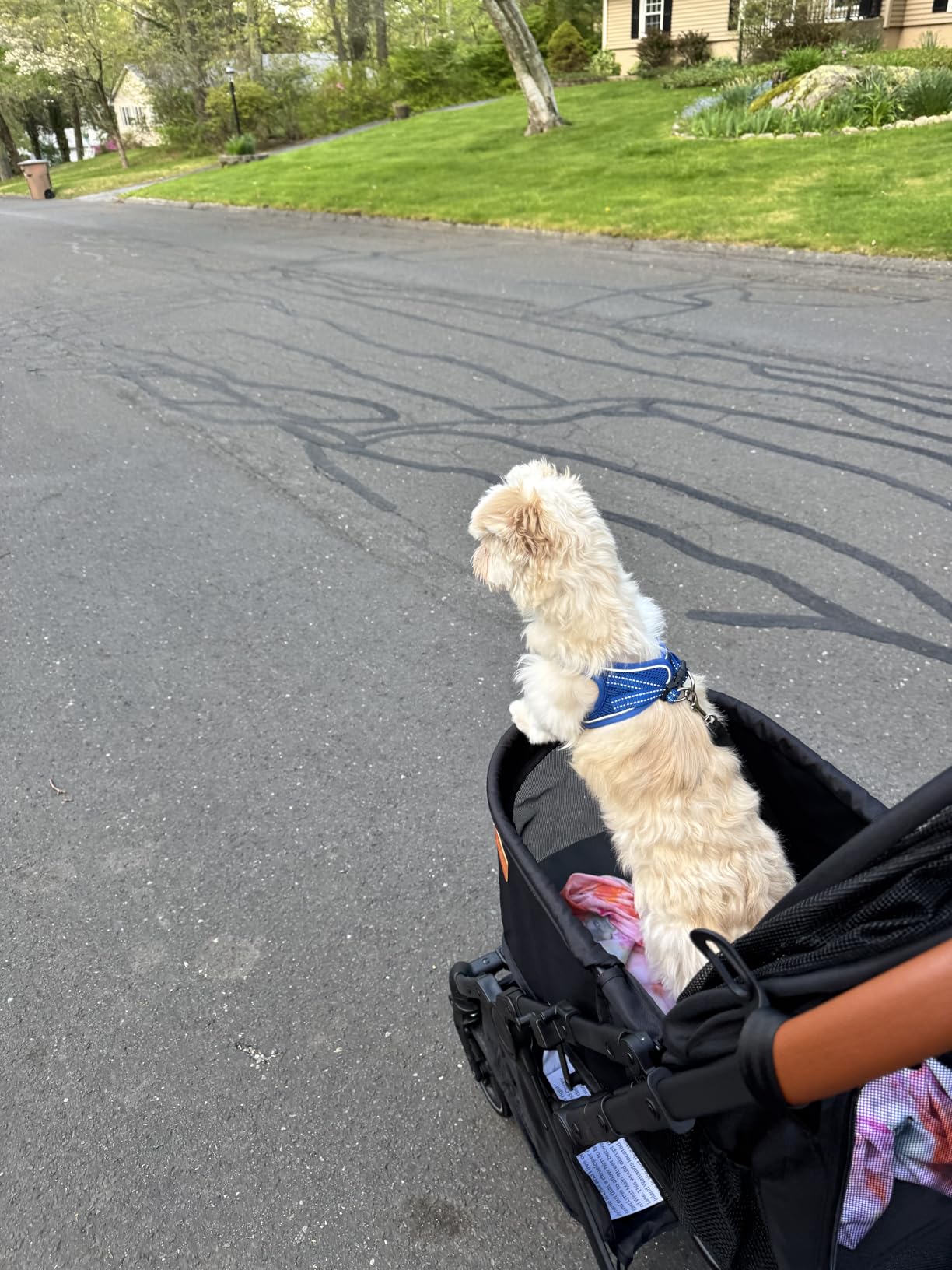 Bicystar Foldable Dog Stroller for Small Medium Dogs & Cats, 35 lbs, Grey customer photo 1