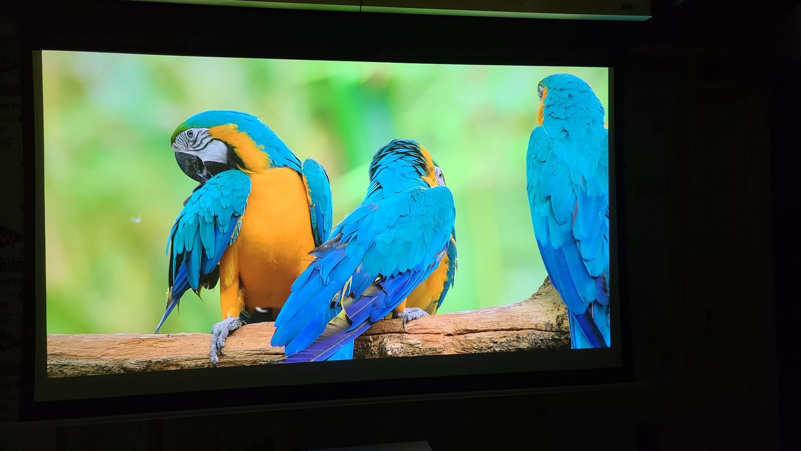 WEMAX Nova Pro 4K Ultra Short Throw Projector, Google TV, 2100 ISO Lumens customer photo 2