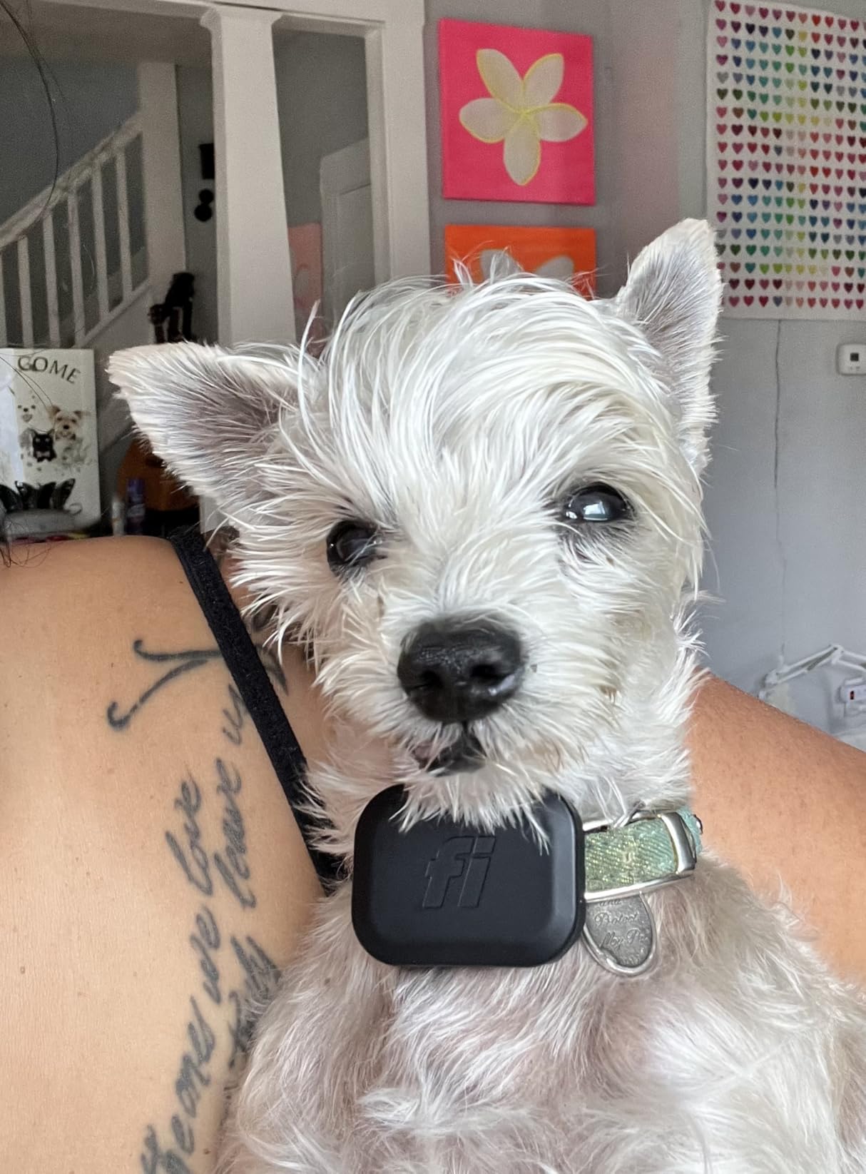 Fi Mini GPS Dog Tracker, Collar Attachment, 1-Month Membership Included customer photo 1