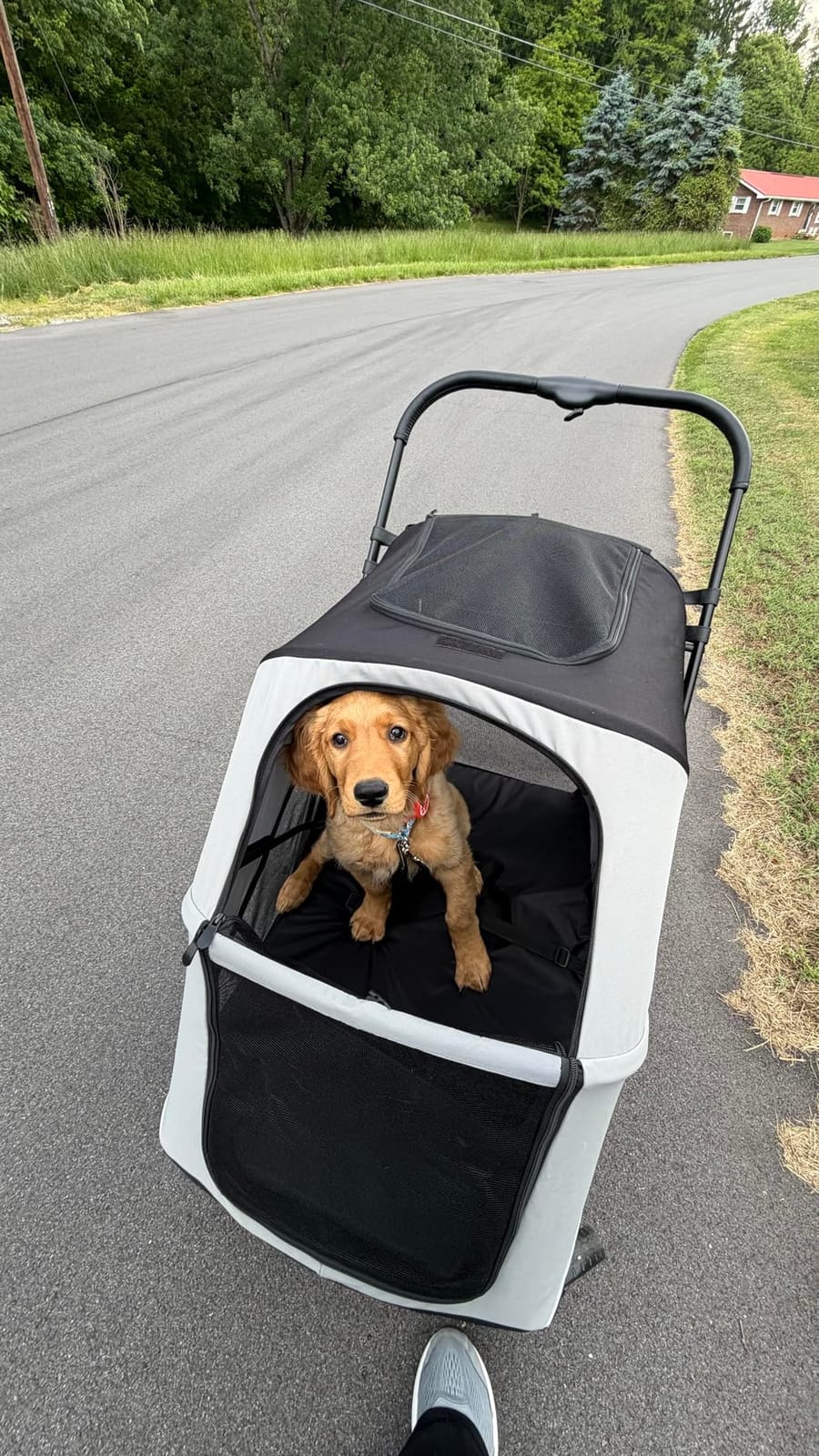 Dog Stroller for Large & Medium Dogs, 4 Wheels Pet Stroller for Large Dogs up to 120lbs, Extra Large Dog Stroller with Foldable Design, Sun Shades, Storage Pocket, Breathable Mesh customer photo 1