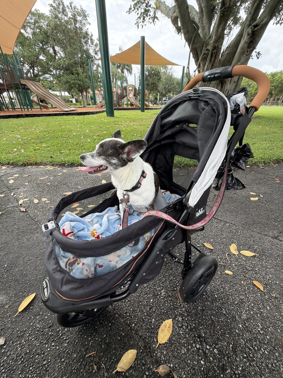 Pet Gear No-Zip AT3 Pet Stroller for Cats/Dogs, Sea Side customer photo 1