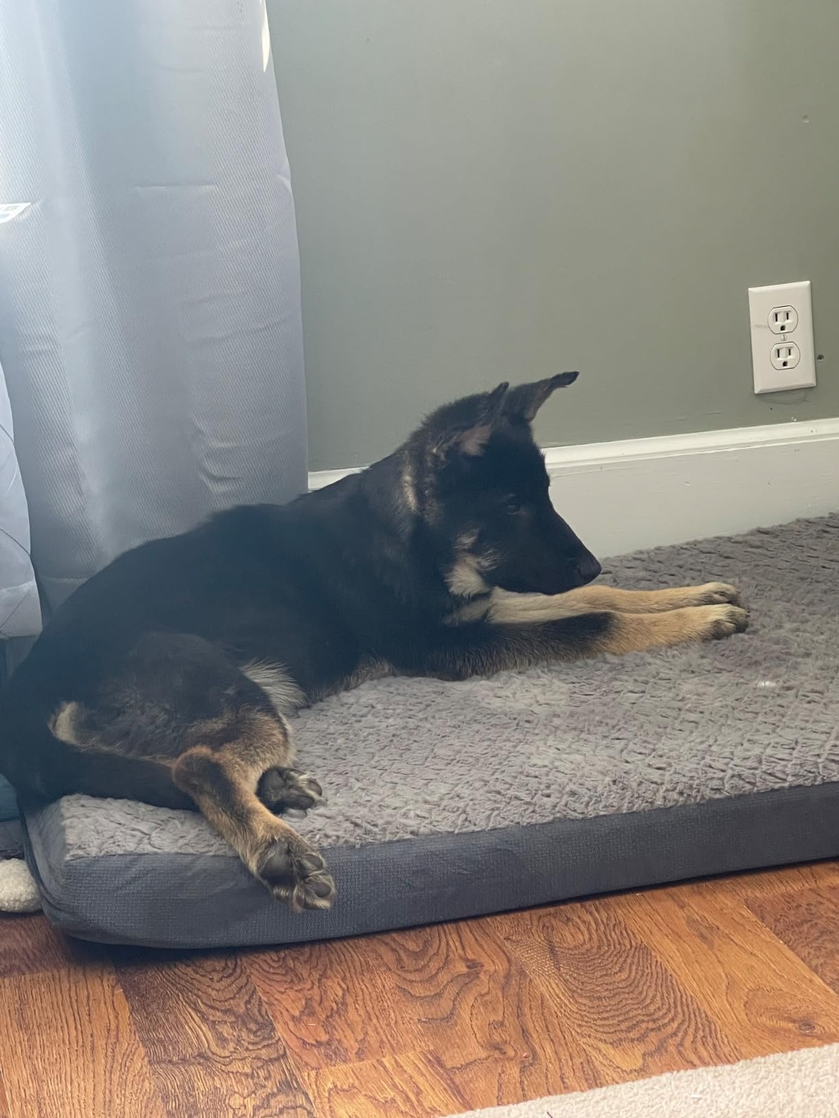 Sytopia 42 Inch Indestructible Dog Bed for Aggressive Chewers, Chew Proof Durable Outdoor Canvas Pet Crate Mat with Waterproof Washable Removable Cover, Indoor Patio Pet Pad for Crate, Green customer photo 2