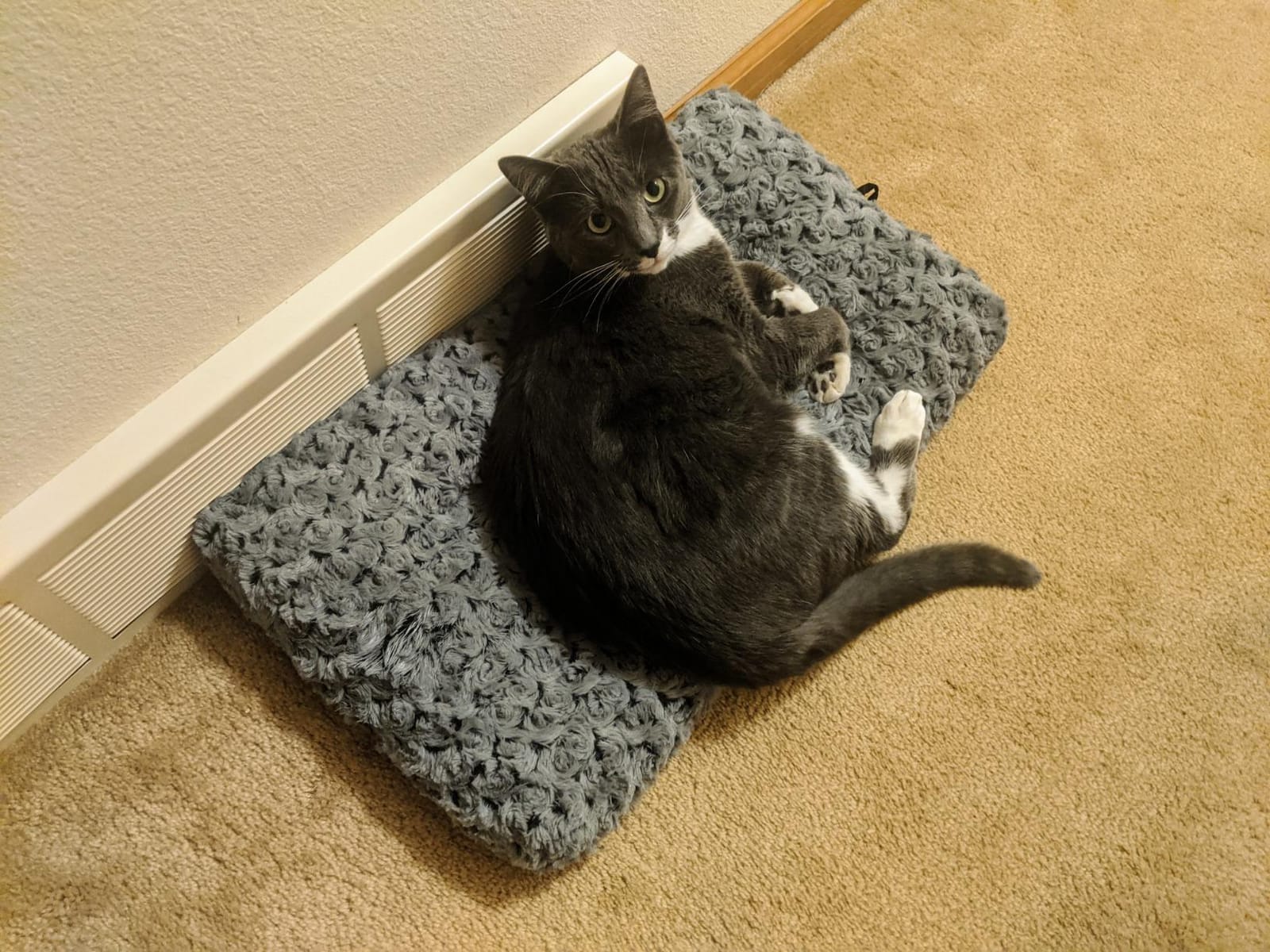MidWest Homes for Pets XXS QuietTime Deluxe Gray Ombré Swirl Plush Pet Bed, Machine Washable, Non-Skid Bottom, Soft Crate Mat for 18-inch Crates customer photo 1