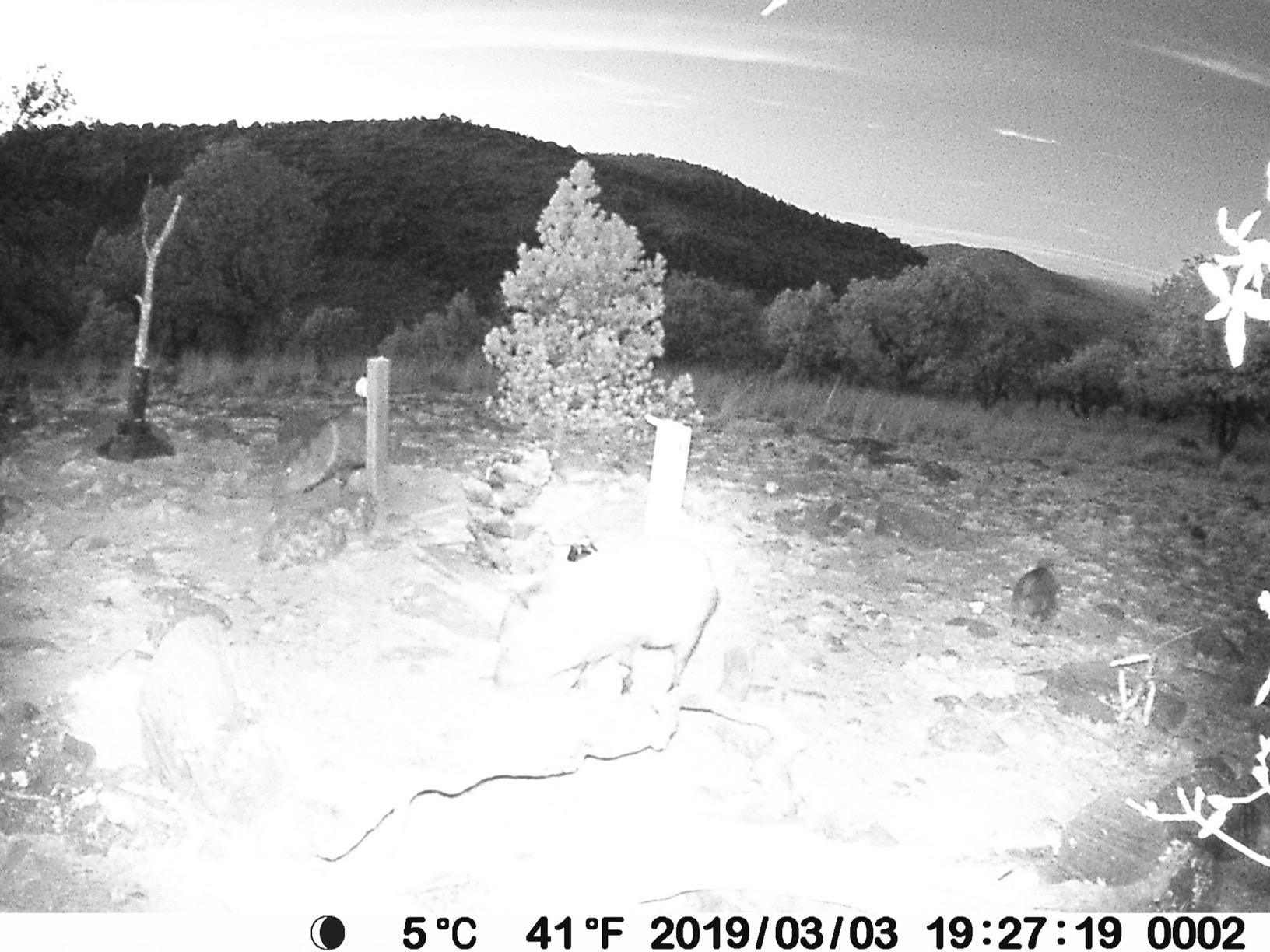 BLAZEVIDEO Trail Camera 64MP 1296P Video, 940nm No-Glow Night Vision, 70° Focused PIR Detection (Fewer False Alerts), 0.3s Trigger, Motion Activated IP66 Game Cam for Outdoor Wildlife & Yard Security customer photo 1
