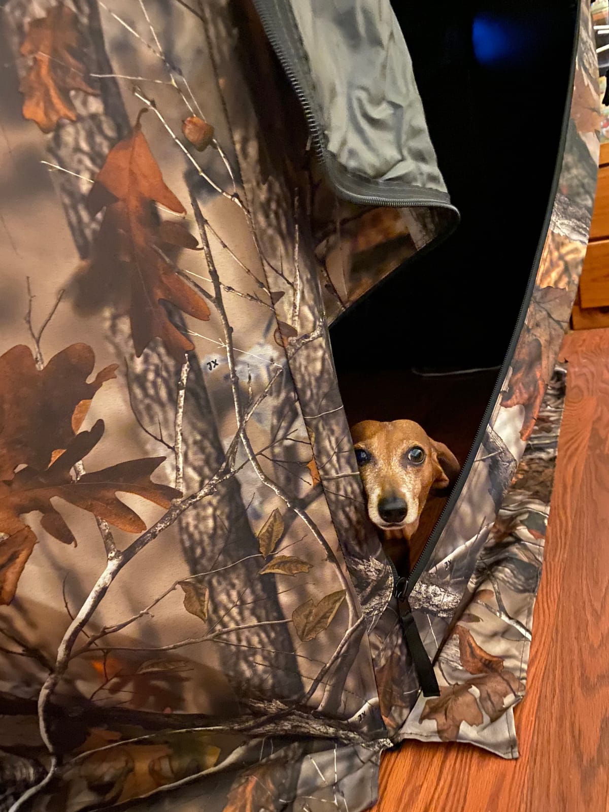 THUNDERBAY Gobbler Lodge 5-Side Hunting Blind, 4 Person Ground Blind for Deer Hunting, 300D Oxford Fabric Deer Ground Blind for Deer Hunting customer photo 2