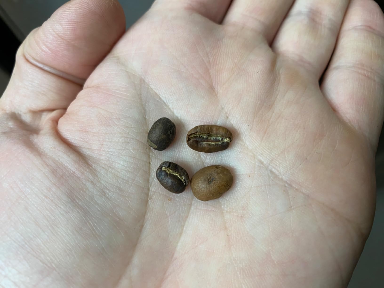 Roastika - Ethiopia Yirgacheffe - Premium Green Coffee Bean - Unroasted Coffee Bean - 2lb customer photo 2