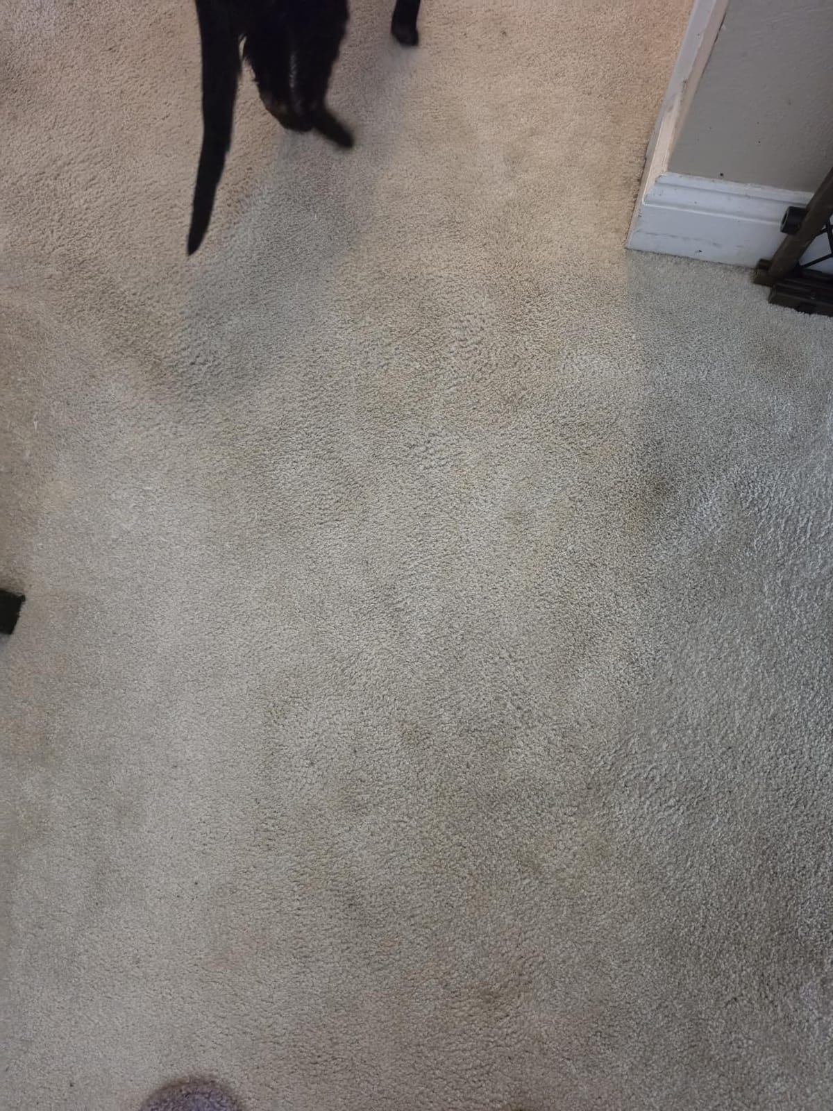 BISSELL Little Green Max Pet SmartMix Carpet Cleaner, 38572 customer photo 1